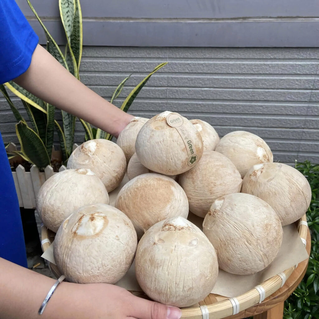 Giải pháp đóng gói và bảo vệ tối ưu trái dừa xuất khẩu